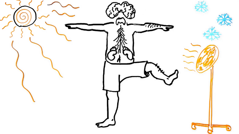 Як стати довгожителем: рецепт відомого патофізіолога