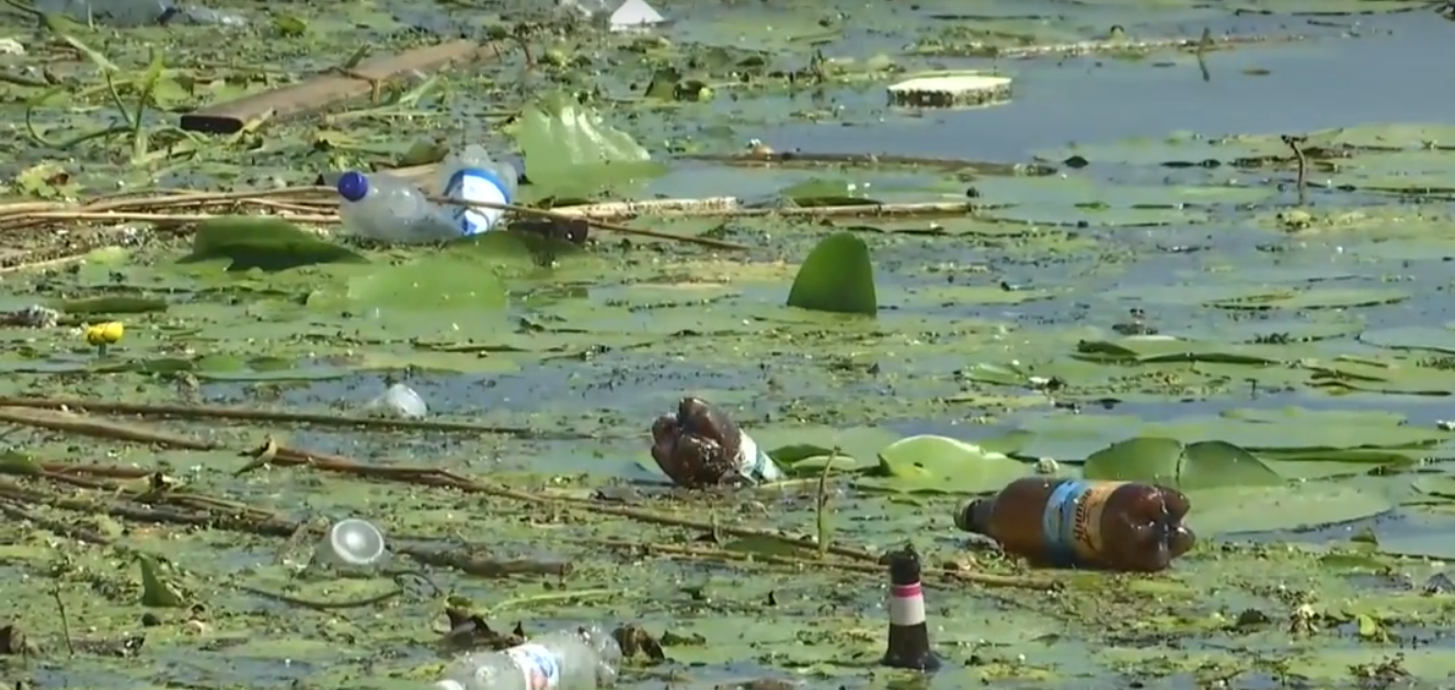 В близькості від екологічної катастрофи: Дніпро покрився водоростями, небезпечними для риби і людей