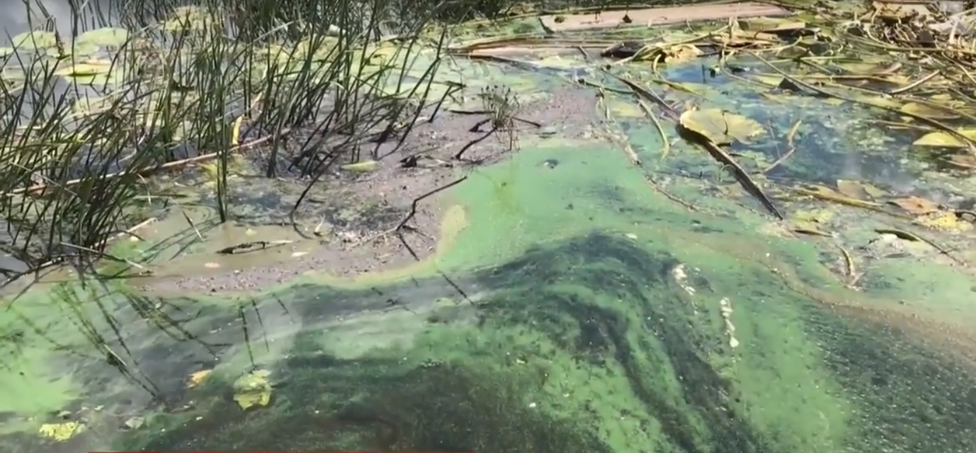 В близькості від екологічної катастрофи: Дніпро покрився водоростями, небезпечними для риби і людей