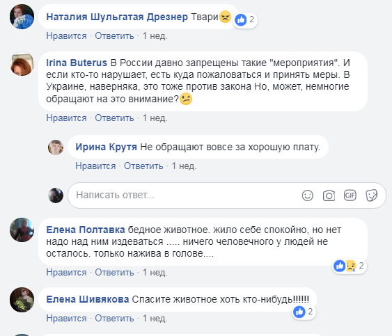 В мережі обурені жорстоким поводженням з тигреням в одеському біопарку (відео)