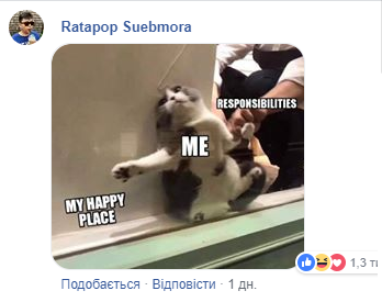 Щасливе місце кота-інтроверта: мережу розчулило зворушливе фото