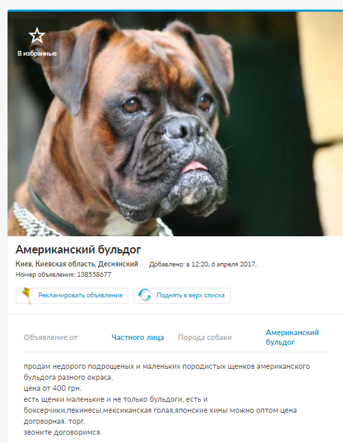 Як &quot;заводчики&quot; з Києва продають &quot;елітних&quot; собак