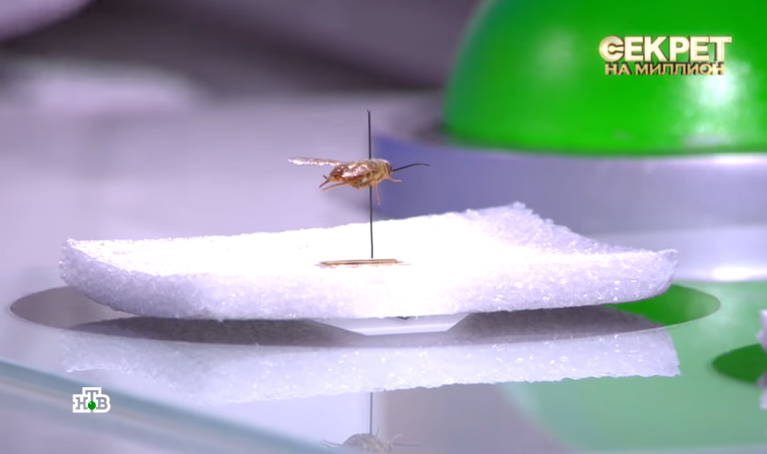 Муха укусила: известная российская певица 18 лет носила в себе личинку (видео)