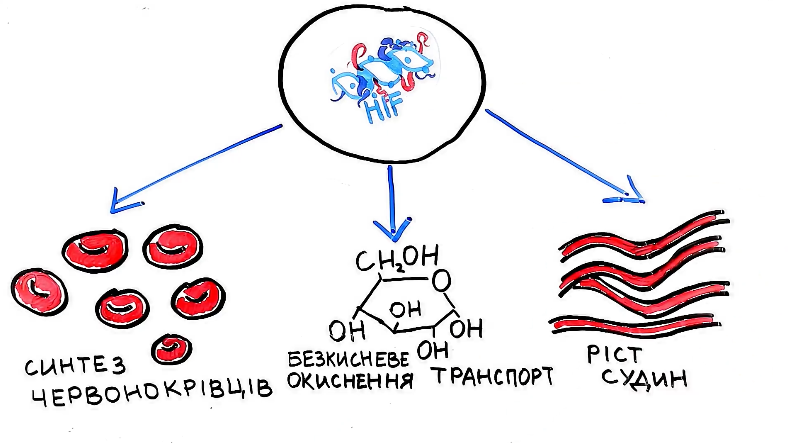 Як стати довгожителем: рецепт відомого патофізіолога