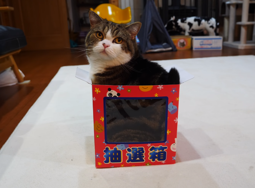 Тайна любви котов к коробкам раскрыта: вы будете удивлены!