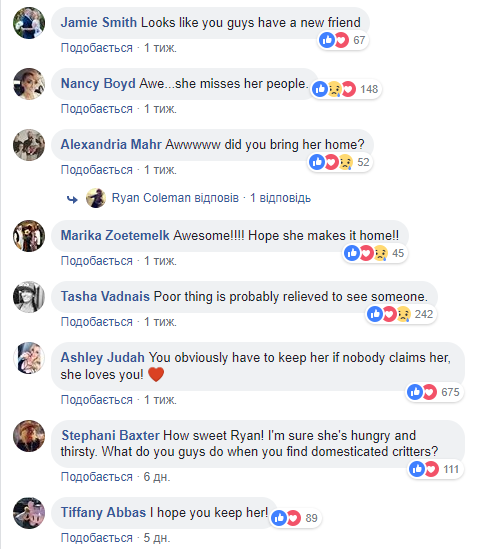 Пожары в Калифорнии: сеть умилила благодарность спасенного кота