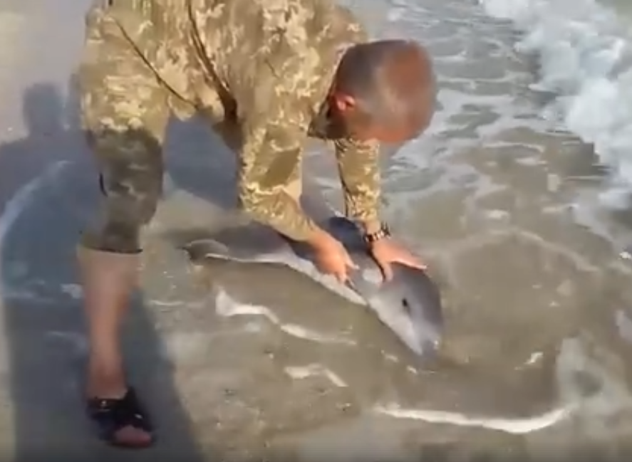 &quot;Плыви-плыви, манюня!&quot;: сеть растрогало видео, как украинский военный спас дельфиненка