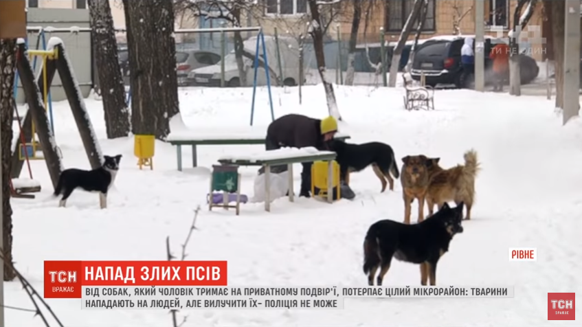 Хозяин не кормит: в Ровно стая собак терроризирует жителей города