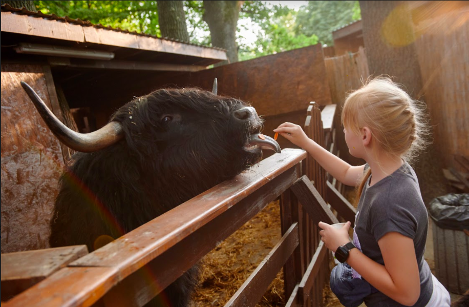 Всі літні розваги в одному місці: де відпочити на ВДНГ