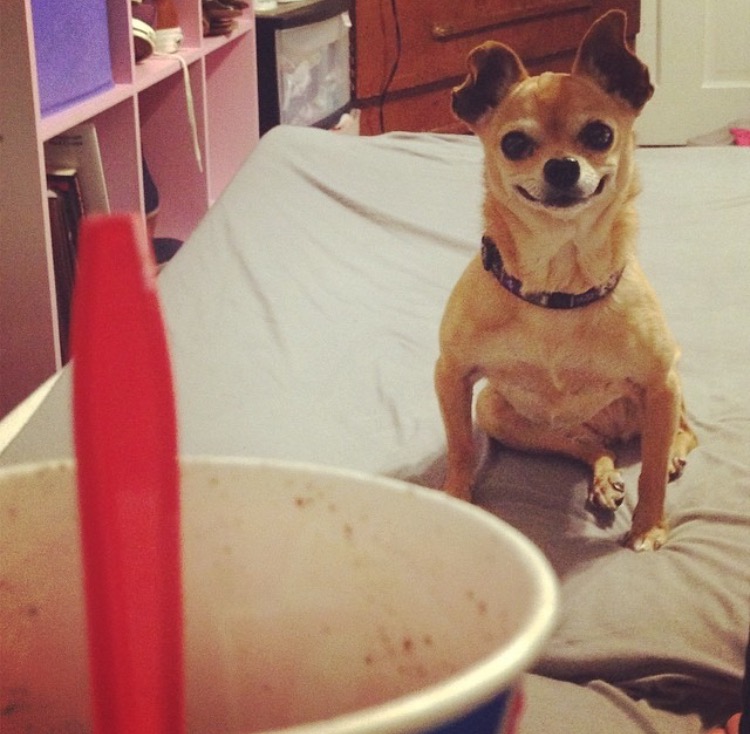 Эти собаки-улыбаки сделают ваше утро (реальные фото)