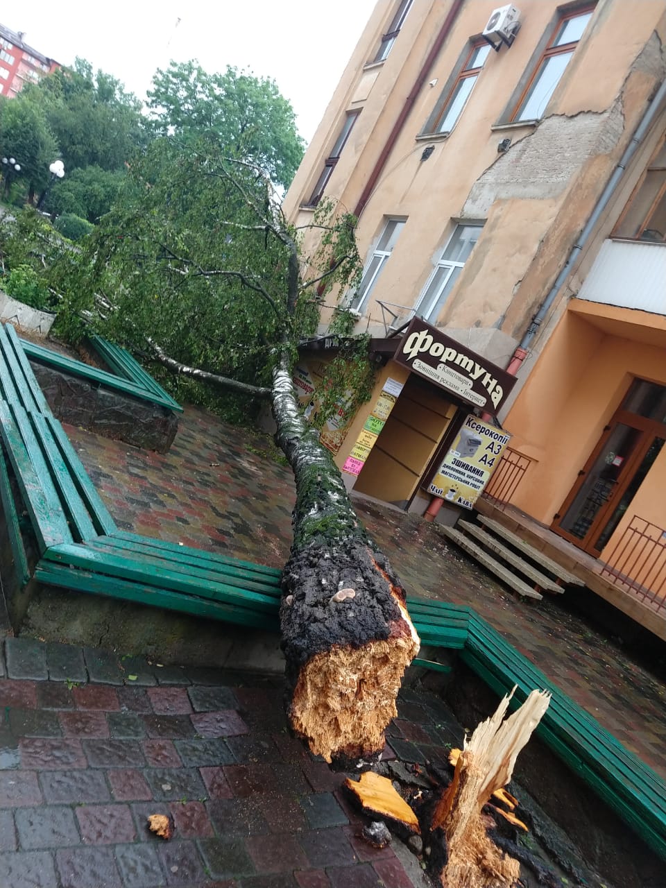 В Івано-Франківську через сильний вітер і зливи падали дерева: одне впало на під'їзд