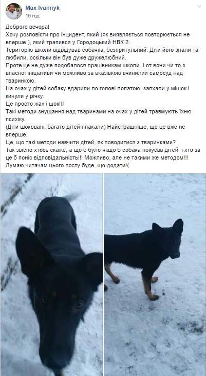 Прямо на очах у дітей: у школі під Львовом чинять самосуд над собаками