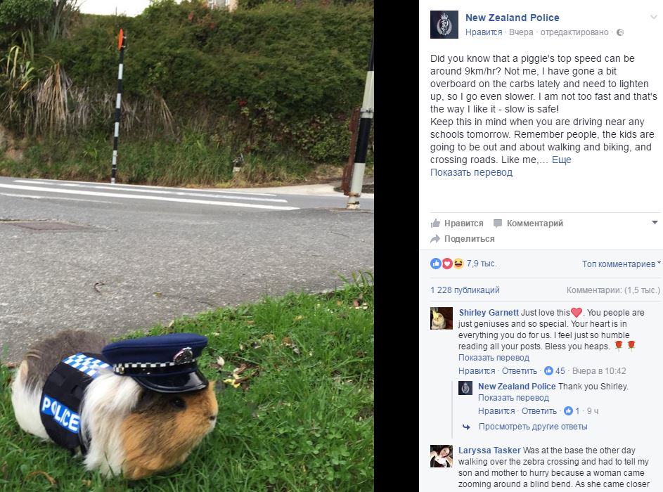 Морскую свинку взяли на службу в полицию