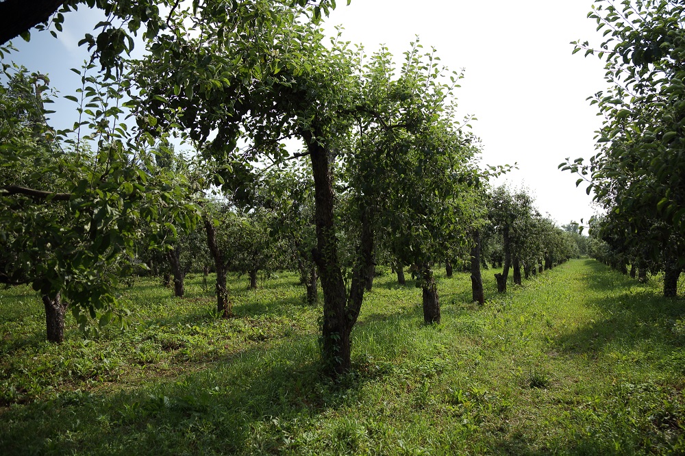 Сад желаний на ВДНХ плодоносит каждый год