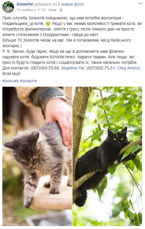 Вас ждут: в Киевском зоопарке ищут волонтеров для глажки котов