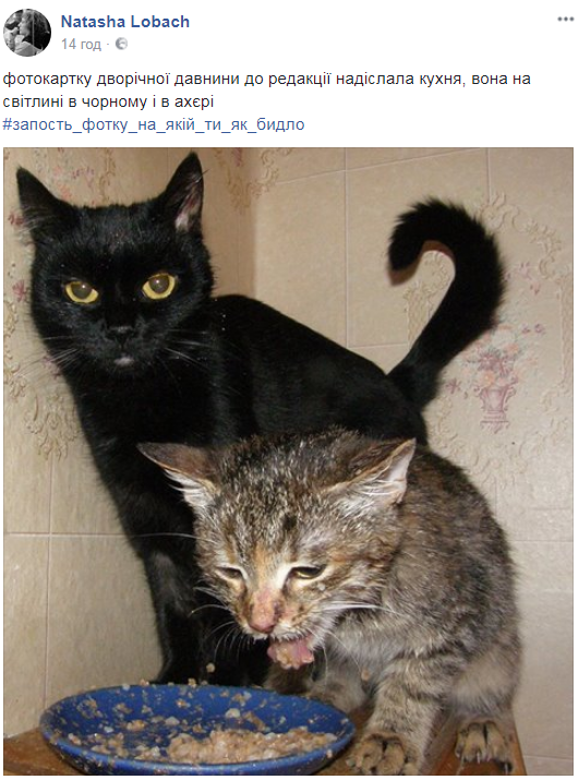 Українці запустили в мережі жартівливий "бидло"-флешмоб: кращі фото