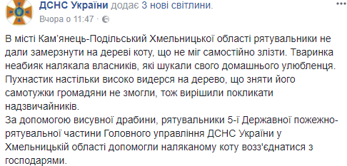 Не дали замерзнути: у Хмельницькій області рятувальники зняли з дерева кота