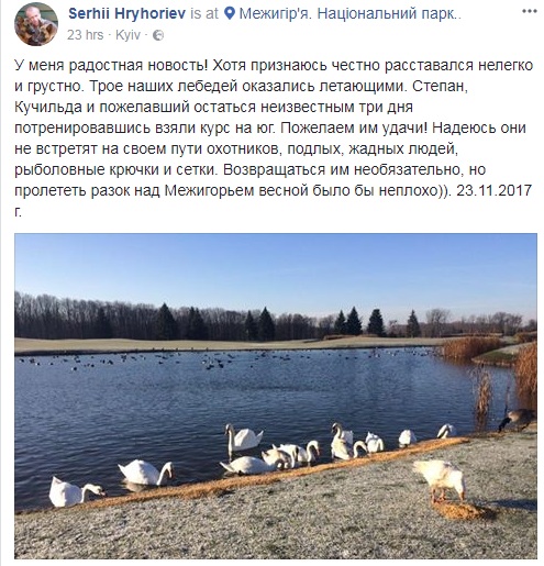 "Радісна новина!": лебеді з Межигір'я відлетіли у теплі краї