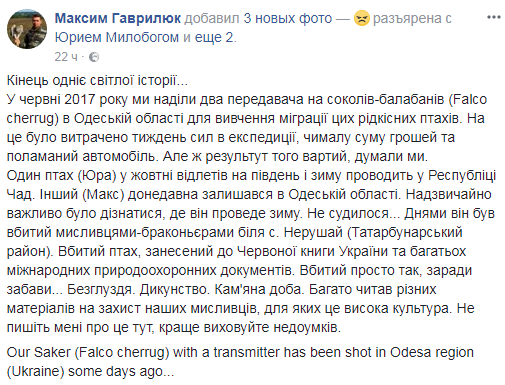 "Просто так, ради забавы": в Одесской области браконьеры застрелили краснокнижного сокола (фото)