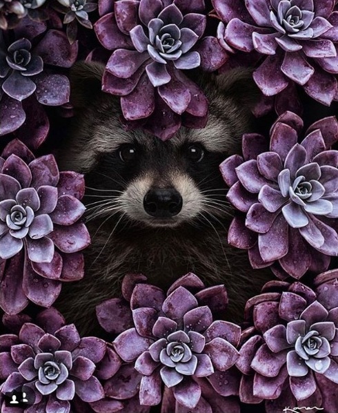 Вот почему хозяева енотов - самые счастливые люди на свете (лучшие фото и видео из сети)