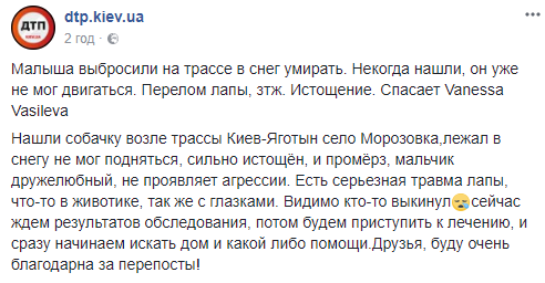 Под Киевом изверги бросили собаку умирать в снегу (фото)