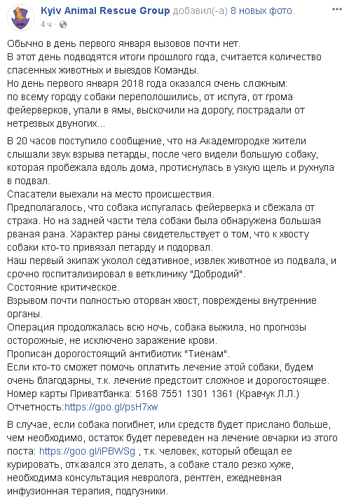 "К хвосту привязали петарду и подорвали": волонтеры просят помочь собаке, которая пострадала в новогоднюю ночь