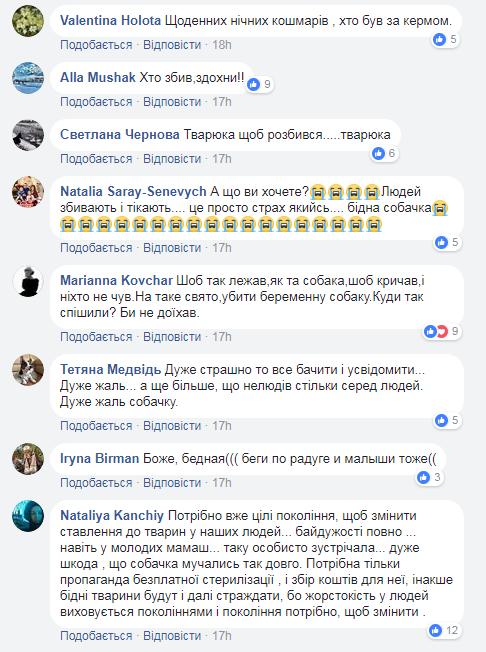 "Респект вам величезний": в Ужгороді "копи" відчайдушно боролися за життя збитої вагітної собаки