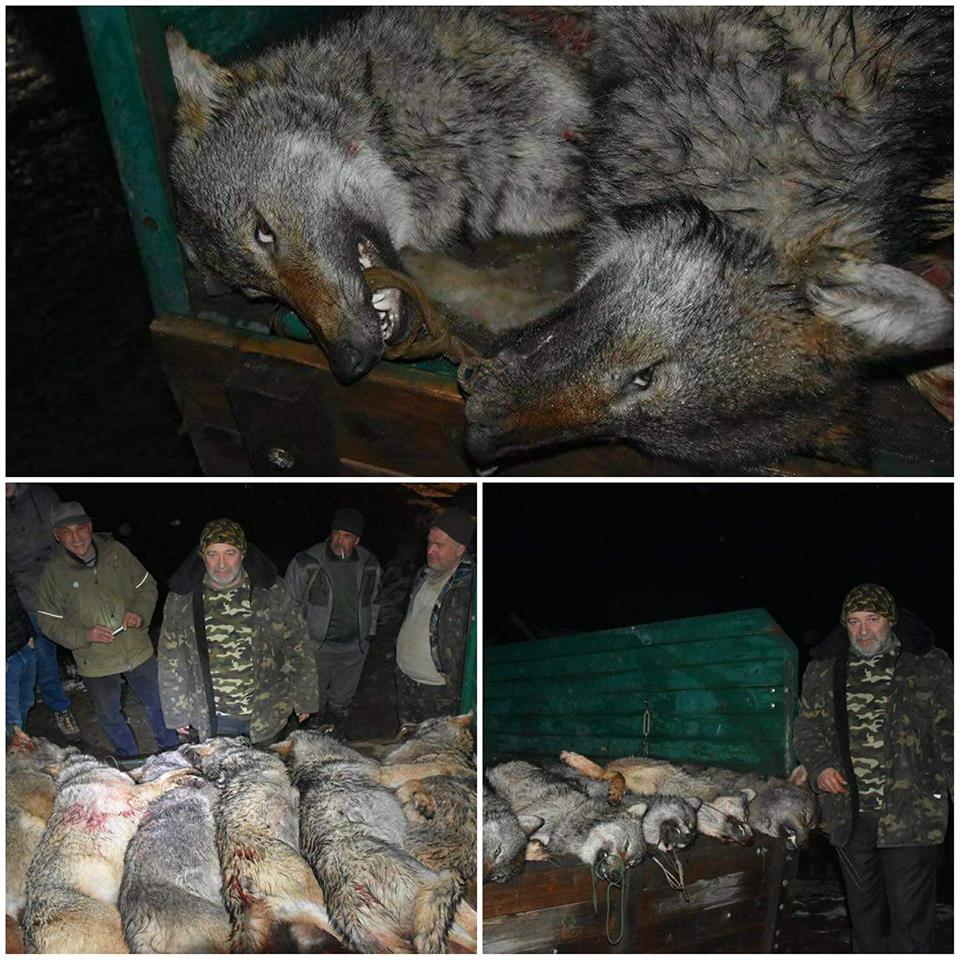 "Волки умерли достойно": украинцы в ужасе от массового убийства животных на Закарпатье