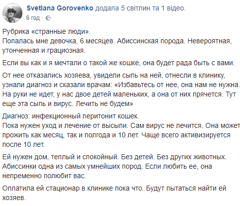 "Лечить не будем": в сети просят помочь кошке дорогой породы, которую бросили хозяева (фото)