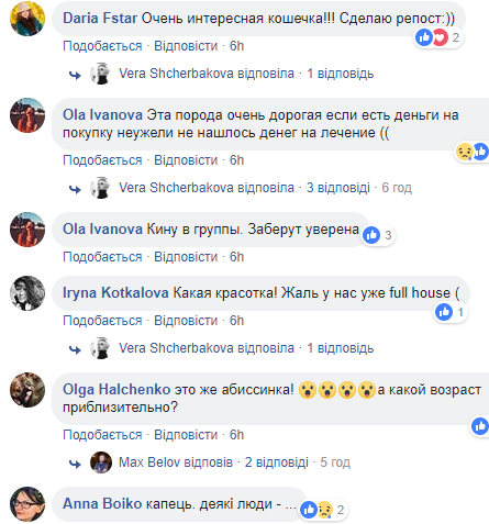 "Лечить не будем": в сети просят помочь кошке дорогой породы, которую бросили хозяева (фото)