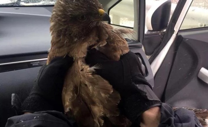 Українські копи врятували від загибелі незвичайну жертву (фото)