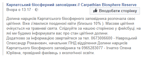 В заповеднике на Закарпатье расцвела уникальная Долина нарциссов (фото)