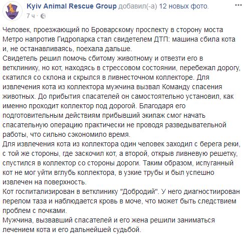 "Побольше бы таких людей!": в Киеве мужчина спас кота, которого сбило авто (фото)