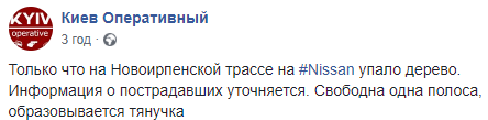Под Киевом дерево упало прямо на дорогу и раздавило авомобиль