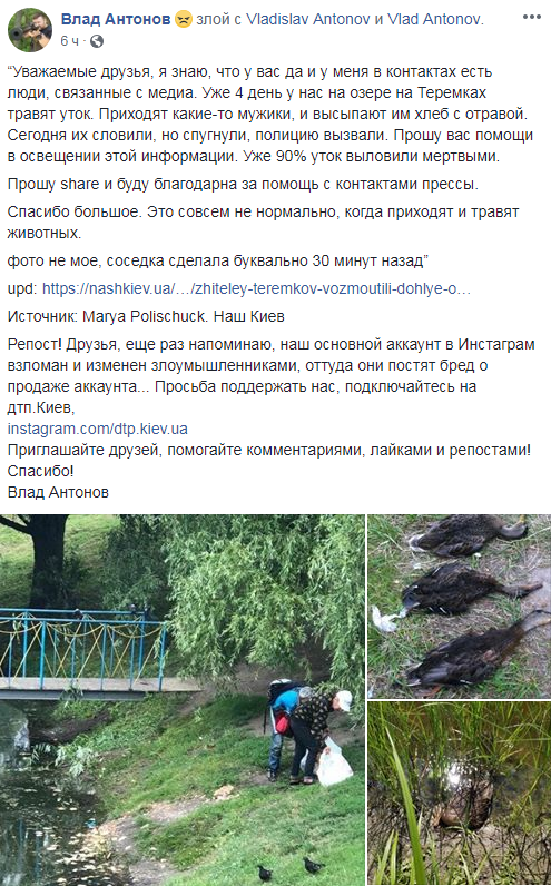 В Киеве массово травят уток: появились детали
