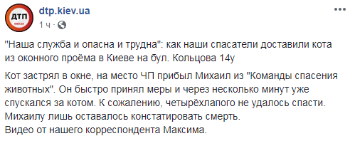 "Не оставляйте без присмотра": в Киеве кот погиб, застряв в окне (фото, видео)