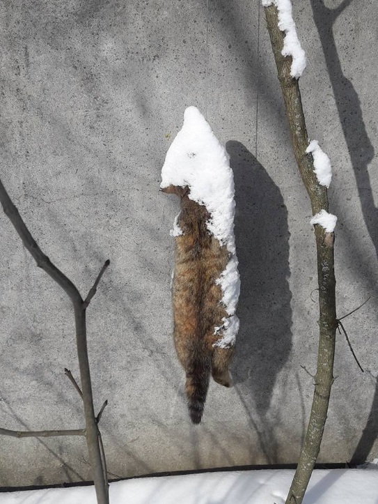 "Гаврилівські курчата" с кошатиной: на фабрике обнаружили ужасающую находку