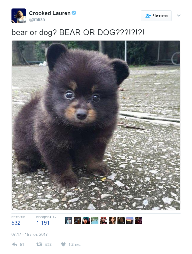 В сети пытаются отгадать, кем является милое животное на фотографии