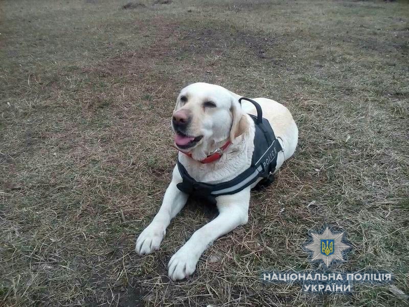 В Краматорске собака нашла пропавшего 12-летнего мальчика (фото)