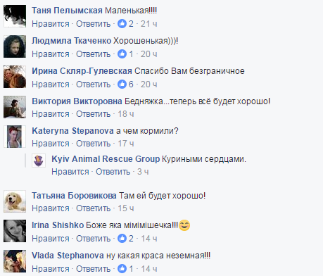 В Киеве неравнодушные люди спасли сову