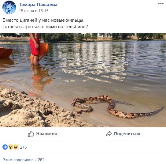 "Ужас": в Киеве на пляже отдыхали питоны (фото)