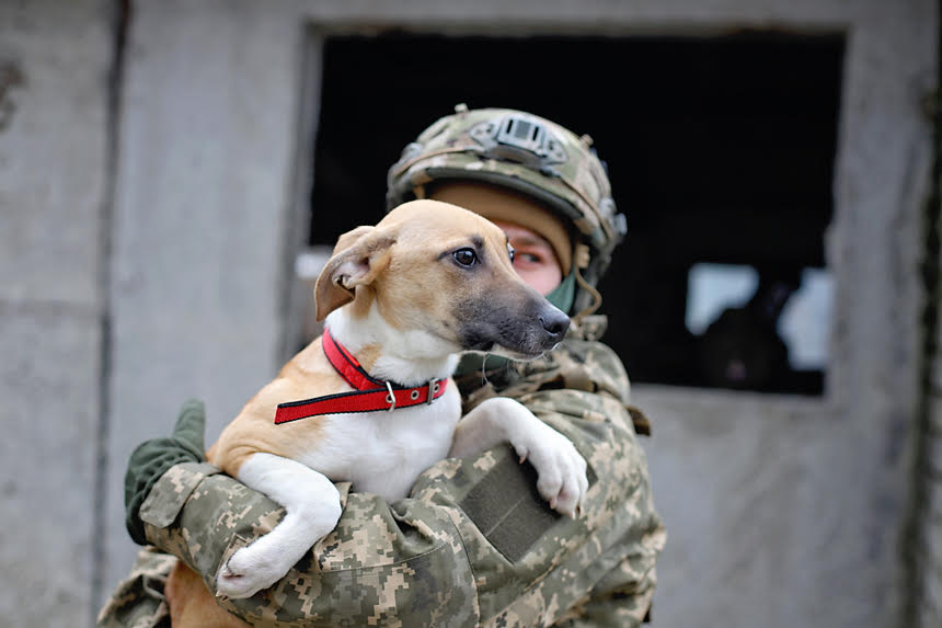 Українські воїни знялися з безпритульними тваринами, щоб допомогти знайти їм родину: милі фото