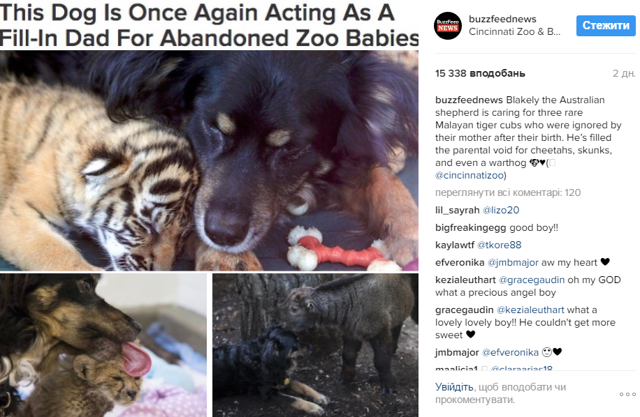 В американському зоопарку пес став "прийомним батьком" для покинутих тигренят