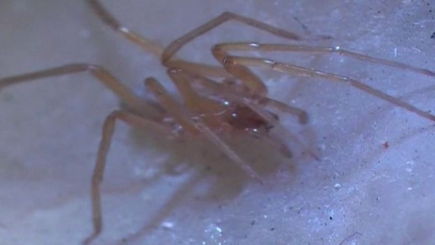 Существо без глаз: в Хорватии ученые нашли 30 новых видов животных