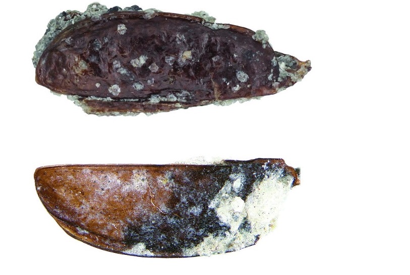 В Антарктиде нашли жука возрастом 14 миллионов лет