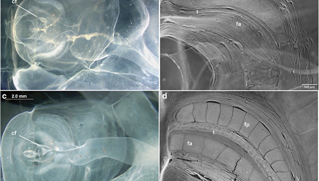 Біля берегів Каліфорнії виявлений рідкісний глибоководний організм