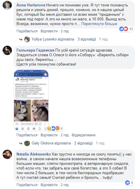 &quot;Такого не было еще никогда&quot;: волонтер пожаловалась на огромное количество оставленных собак