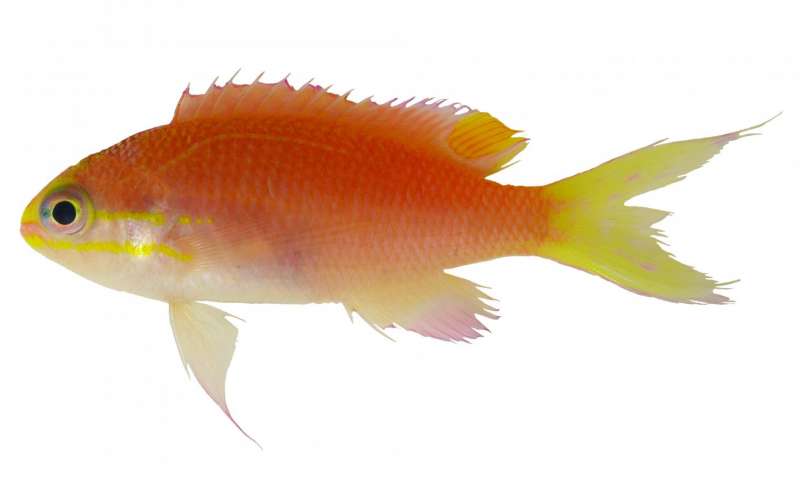 В честь Барака Обамы назвали новый вид рыб