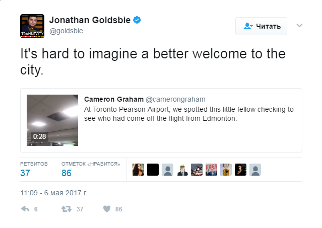 Єнот в аеропорту Торонто влаштував стеження за пасажирами