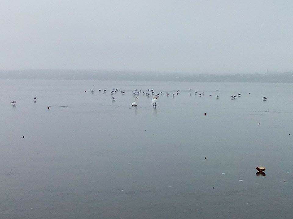 В Николаеве лебедь сам выбрался из заледеневшей реки